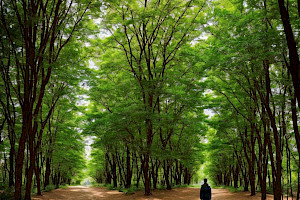 ¿Qué es un Camino Profesional? ¿Qué es un Camino Profesional?