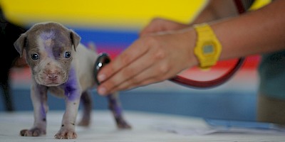 Por Que Estudiar Veterinaria No Se Que Estudiar